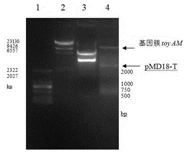 Gene cluster expression strengthened recombinant streptomyces diastatochromogenes and construction method thereof