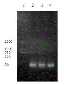 Gene cluster expression strengthened recombinant streptomyces diastatochromogenes and construction method thereof