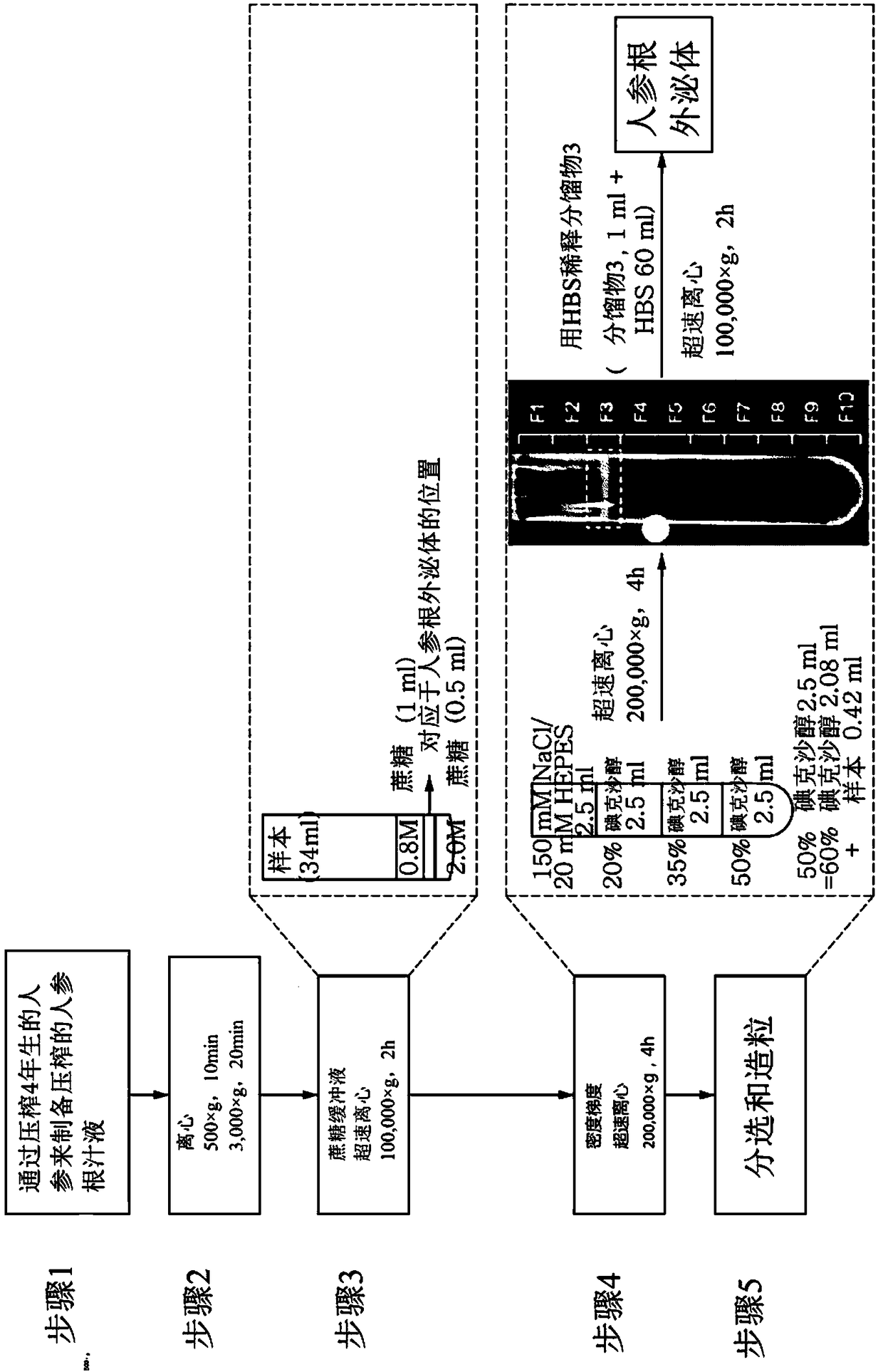 Composition comprising ginseng derived exosome like vesicles for skin whitening