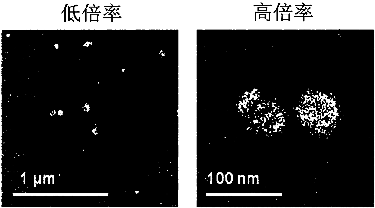 Composition comprising ginseng derived exosome like vesicles for skin whitening