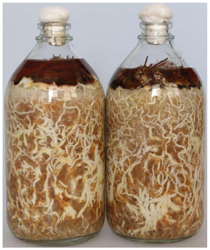 Preparation method of semi-solid armillaria mellea strain