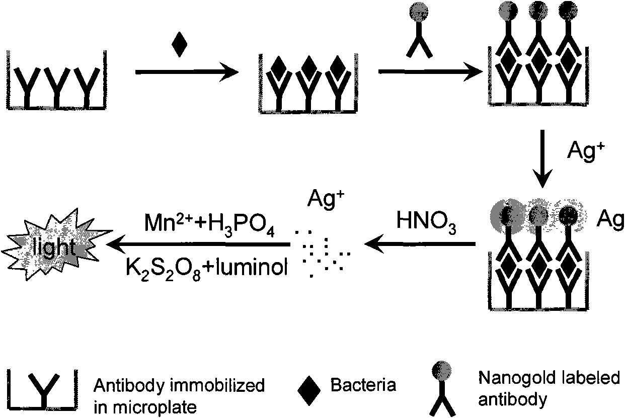 Method for detecting Salmonella on basis of technique for amplifying nanogold-labeled and silver-enhanced signals