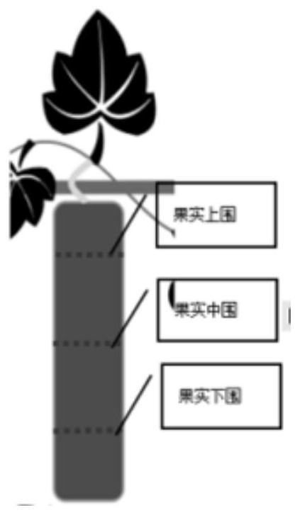 A nutrient management method for simultaneously increasing the content of propanol in wax gourd fruit and improving the fruit shape of wax gourd