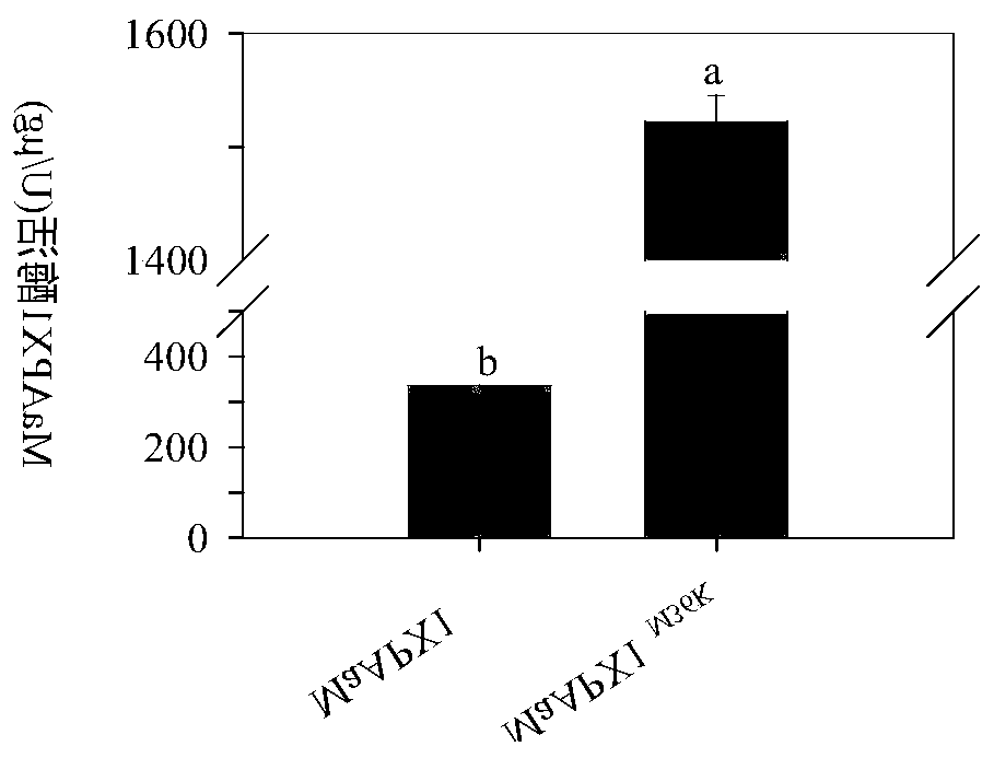 Ascorbic acid peroxidase mutant MaAPX1M36K and application thereof