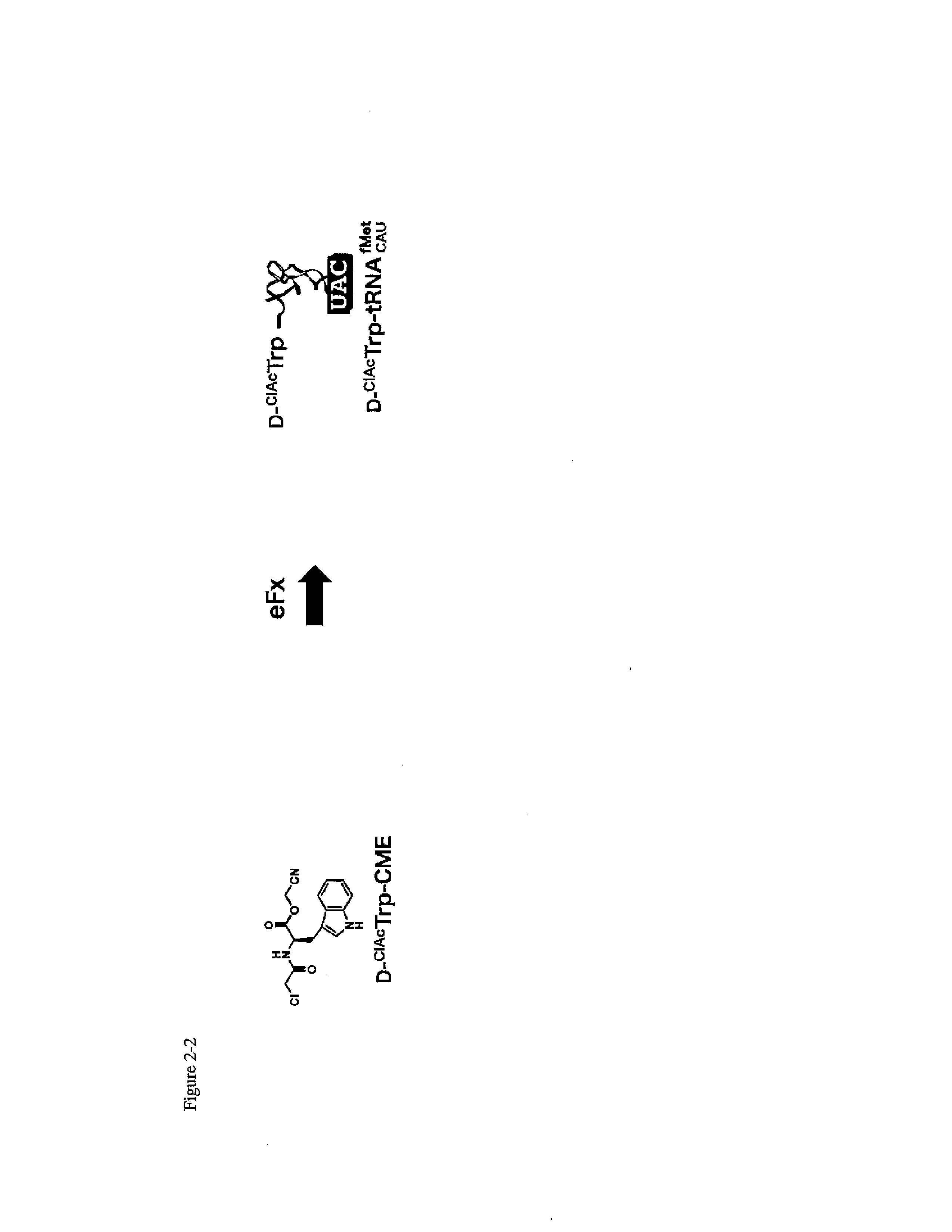 Method for constructing libraries of non-standard peptide compounds comprising n-methyl amino acids and other special (non-standard) amino acids and method for searching and identifying active species