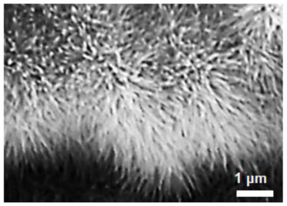 Preparation method of phosphorus-doped graphene fiber modified by cobaltosic oxide nanowire, product prepared by preparation method and application of product