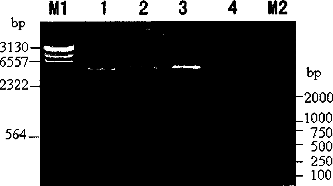 Bt protein Cry52Bal as well as encoding gene thereof and application thereof