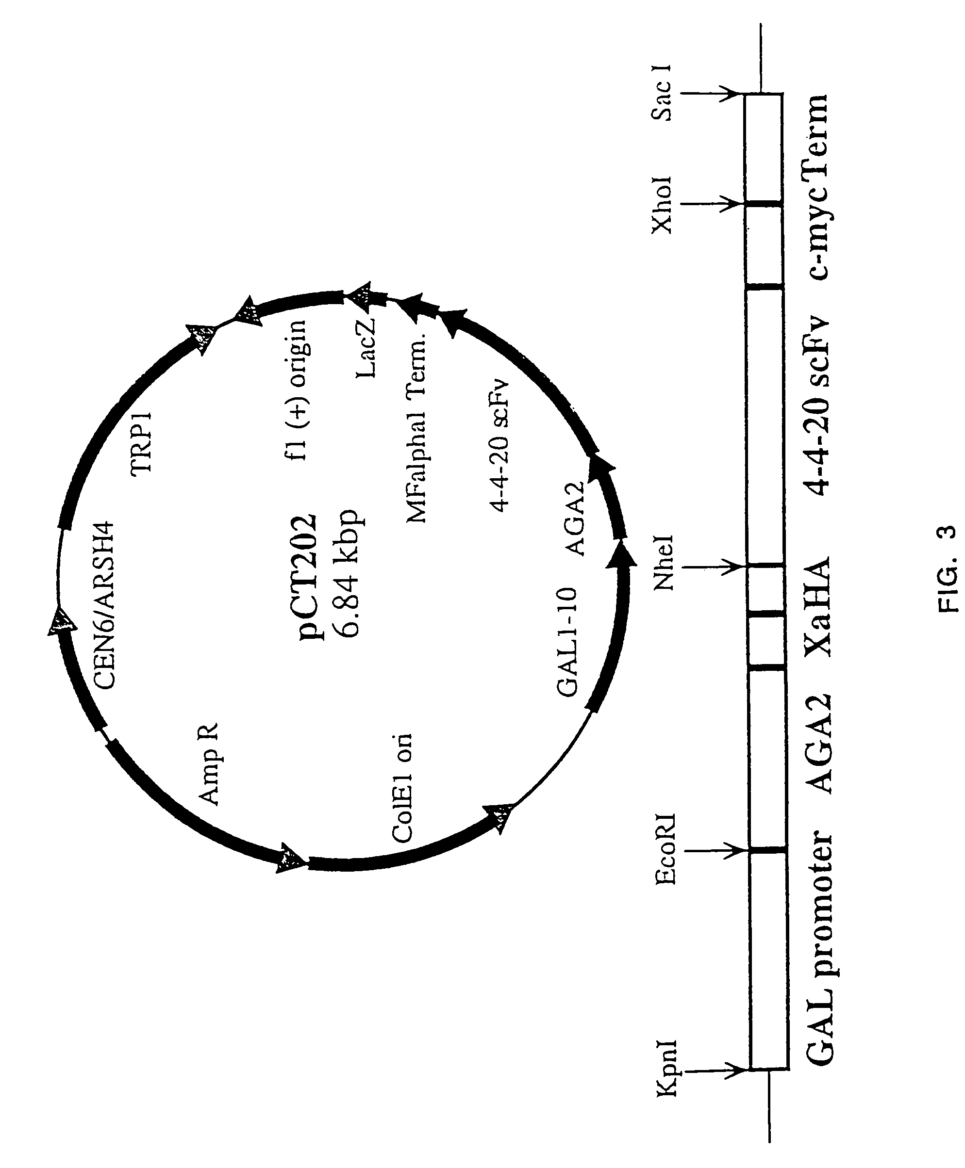 Yeast cell surface display of proteins and uses thereof