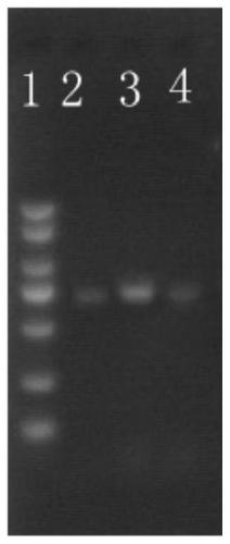 A method for extracting the genome of wild rose endophytic fungi