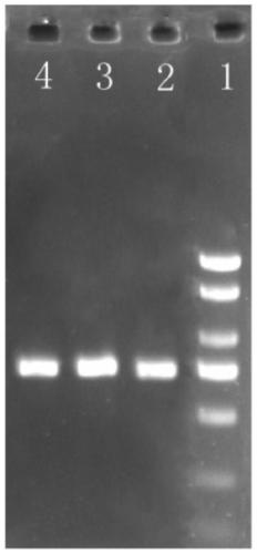 A method for extracting the genome of wild rose endophytic fungi