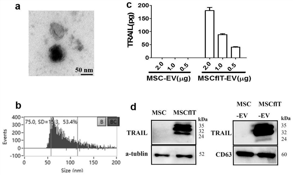 Composite exosome loaded with tumor apoptosis promoting protein and anti-cancer small molecules and preparation method and application of composite exosome