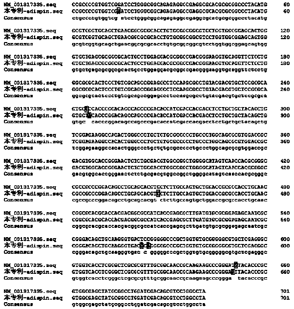 Adipsin gene modified adipose-derived stem cells as well as preparation method and application thereof