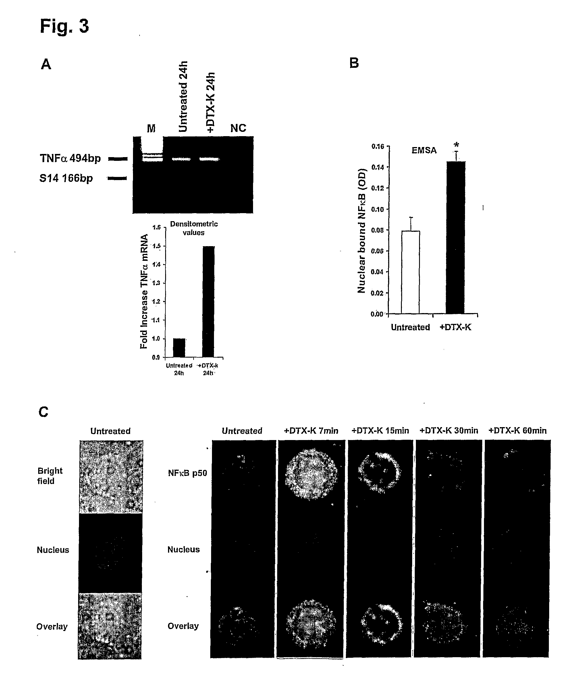 MODULATING THE KV1.1 VOLTAGE-GATED POTASSIUM CHANNEL IN T-CELLS FOR REGULATING THE SYNTHESIS AND SECRETION OF TUMOR NECROSIS FACTOR ALPHA (tnf-ALPHA) AND TREATING HUMAN DISEASE OR INJURIES MEDIATED BY DETRIMENTALLY HIGH OR LOW LEVELS OF TNF-ALPHA