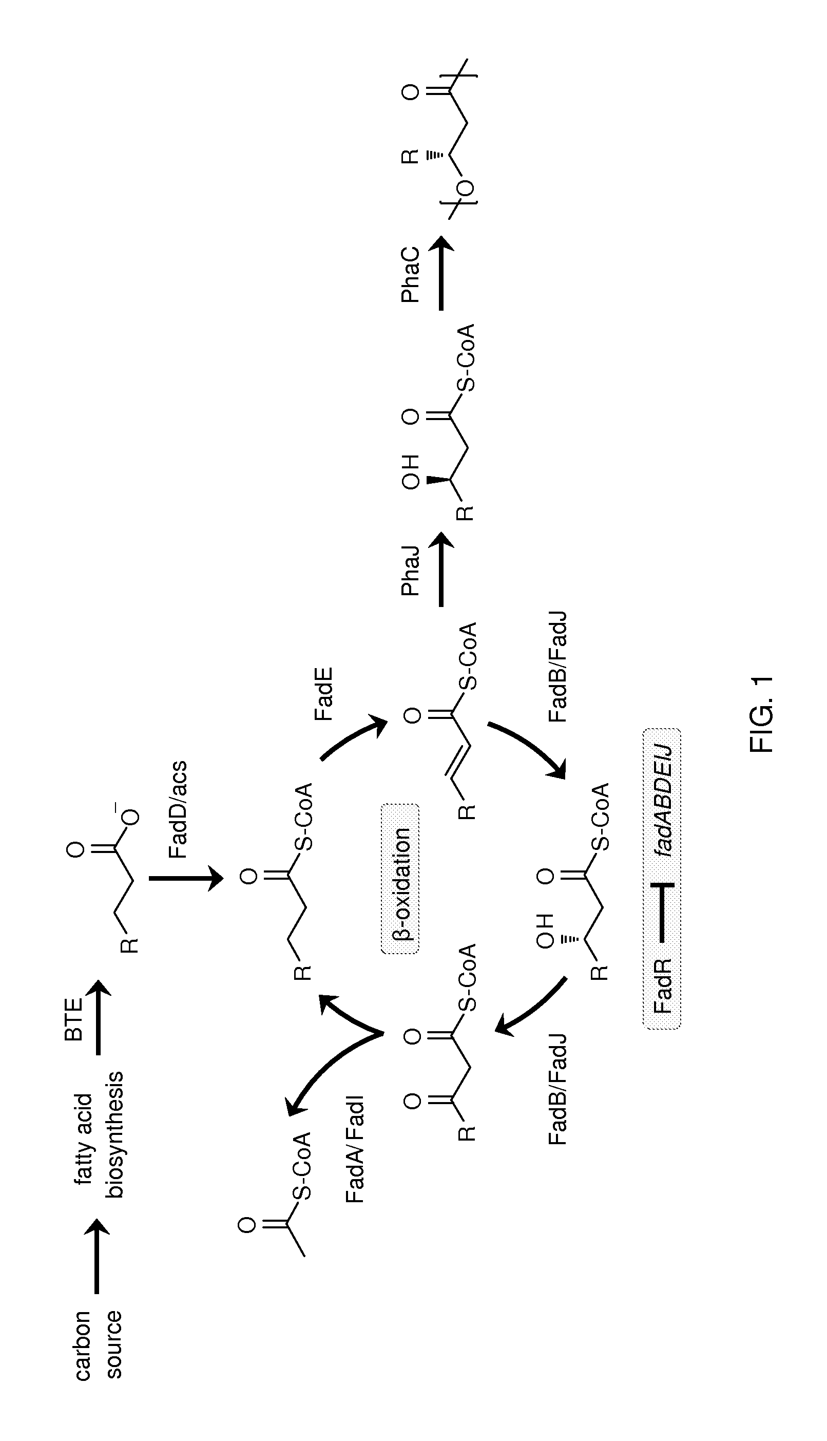 Production of polyhydroxyalkanoates with a defined composition from an unrelated carbon source