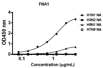 Antibody targeting influenza A virus N1 subtype NA protein