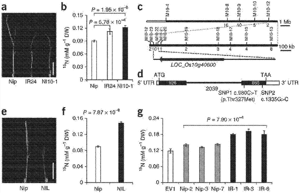 Plant nitrate transporters and uses thereof