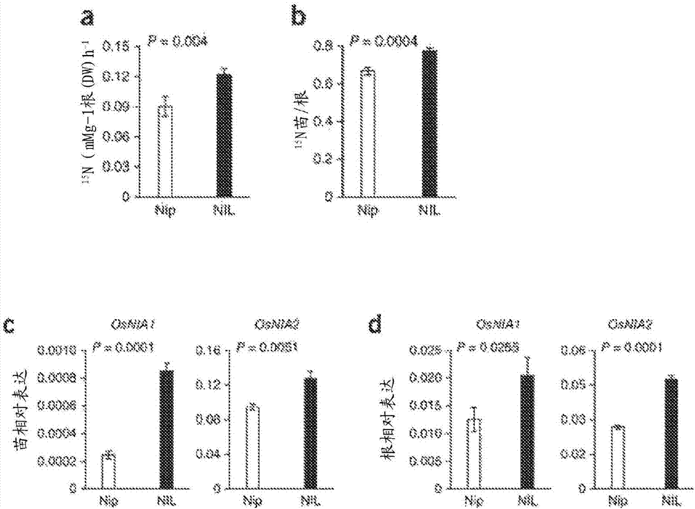 Plant nitrate transporters and uses thereof