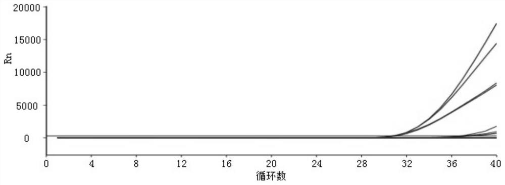 Nucleic acid composition for detecting African horse pestivirus and kit thereof