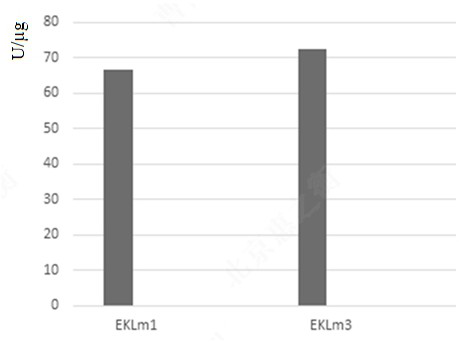 High-density fermentation method of recombinant EK enzyme engineering bacteria