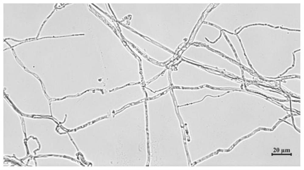 An endophytic fungus of saffron and its application in preventing and controlling bulb rot