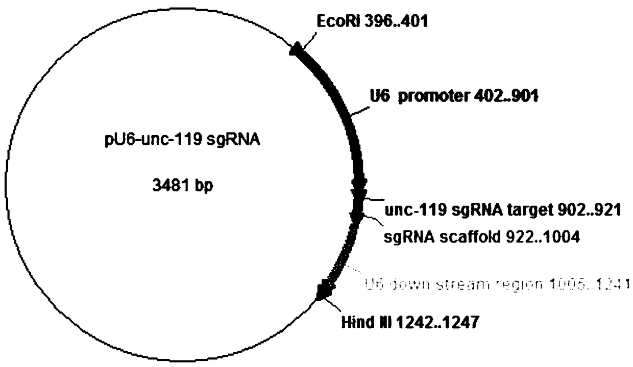 Method for rapidly constructing target pU6-sgRNA plasmids required for caenorhabditis elegans gene editing