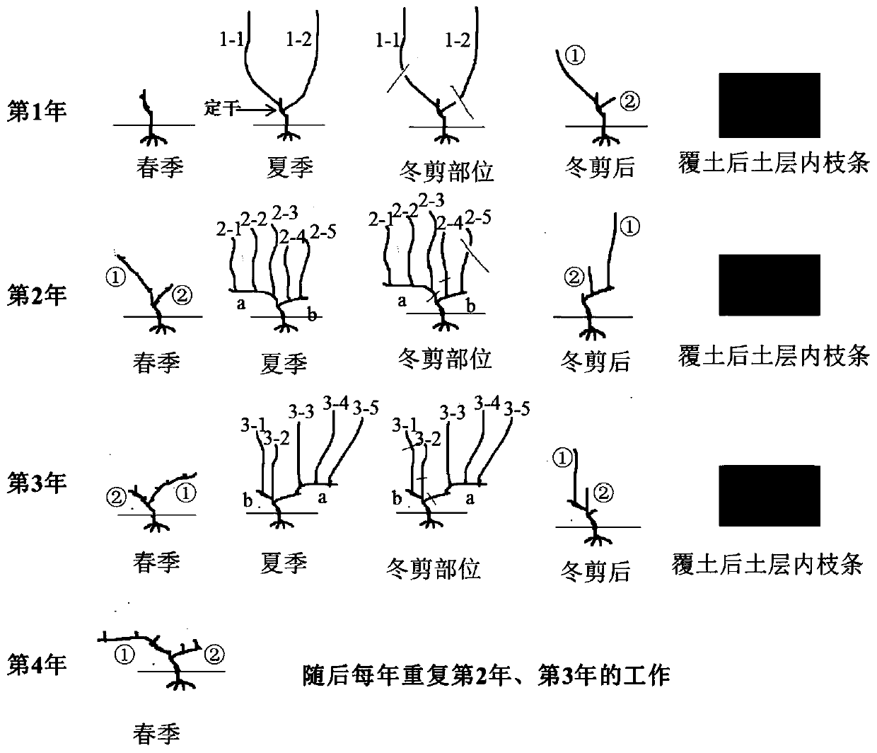 Novel grape tree form suitable for mechanical earth covering and cold resistance