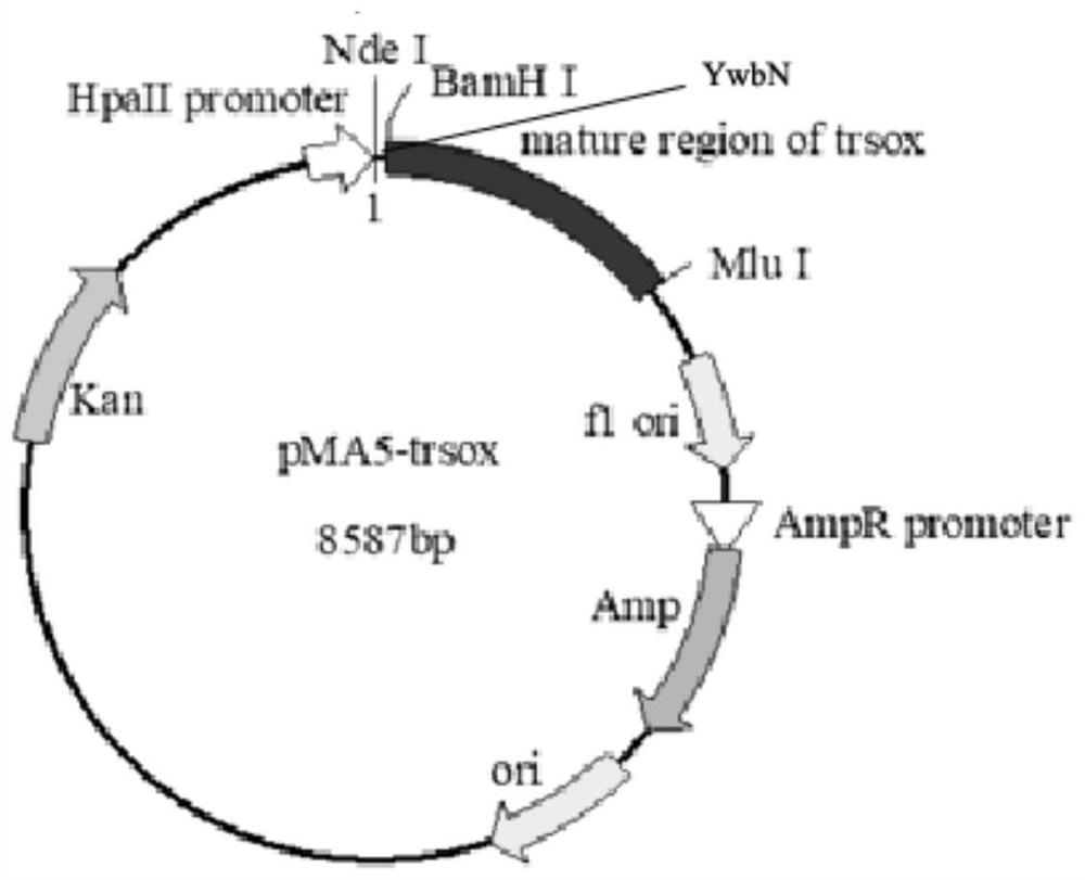 A method for enzymatic resolution and preparation of n-methyl-d-aspartic acid