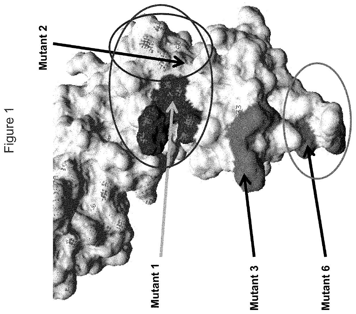 Kir3dl2 binding agents