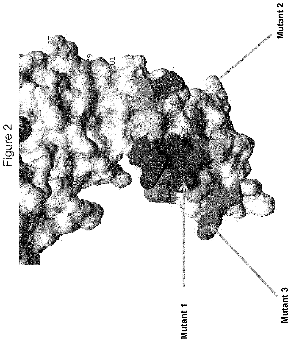 Kir3dl2 binding agents