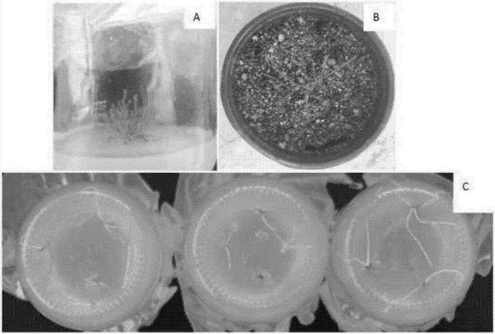 Industrial tissue culture and rapid propagation technology for tamarix chinensis