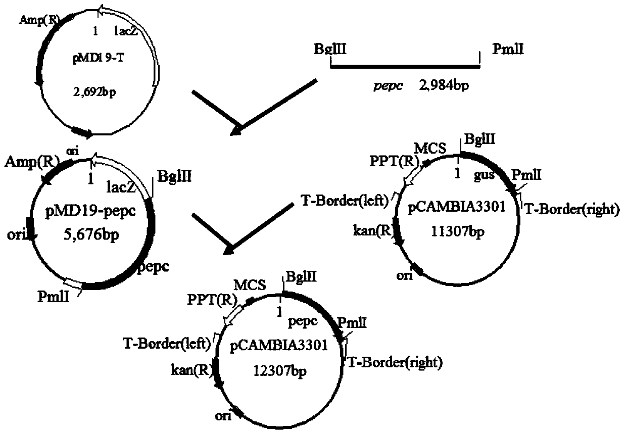 C4 type phosphoenolpyruvate carboxylase (PEPC) gene of corn and application thereof in wheat