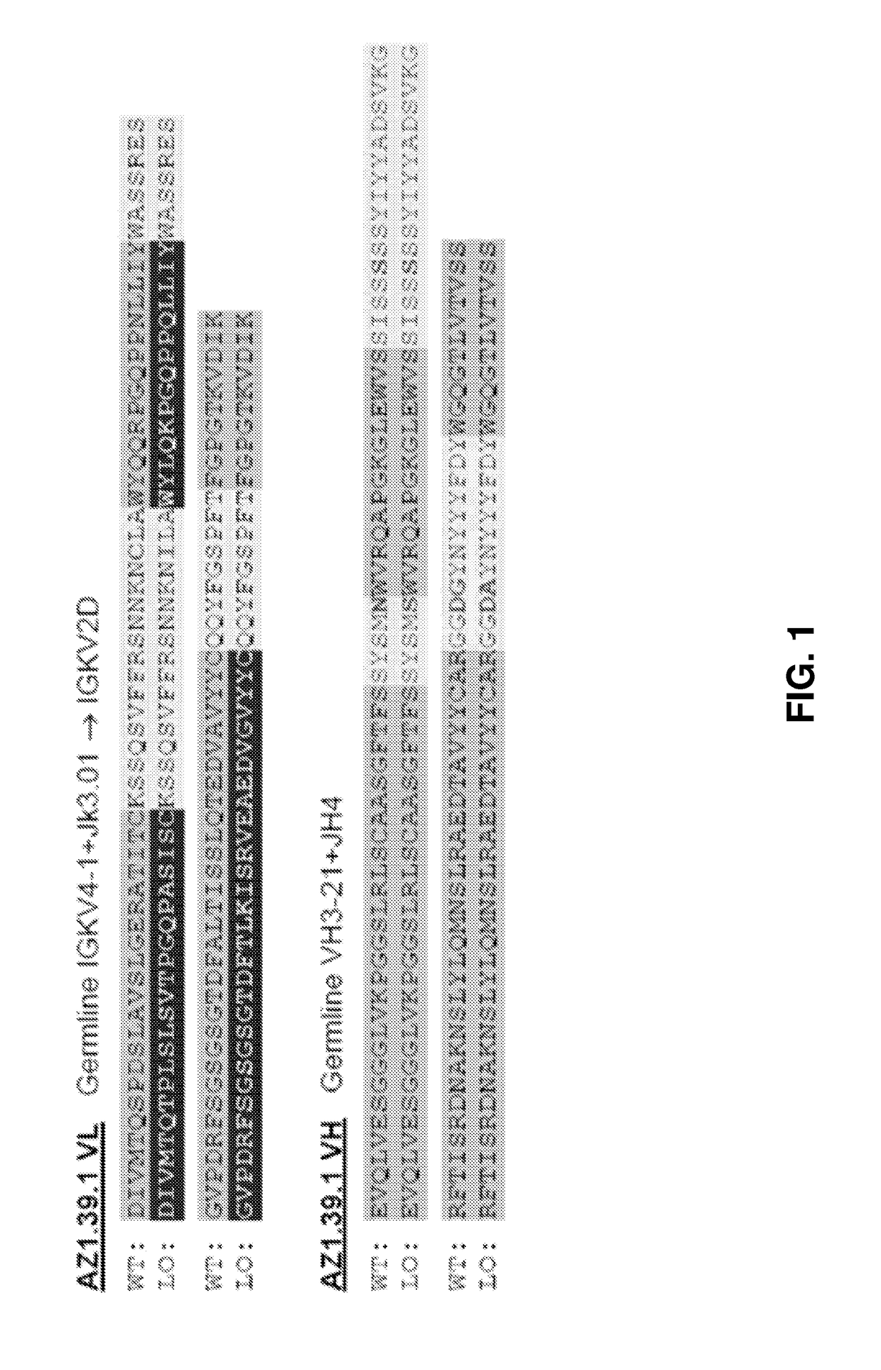 Bispecific HER2 antibodies