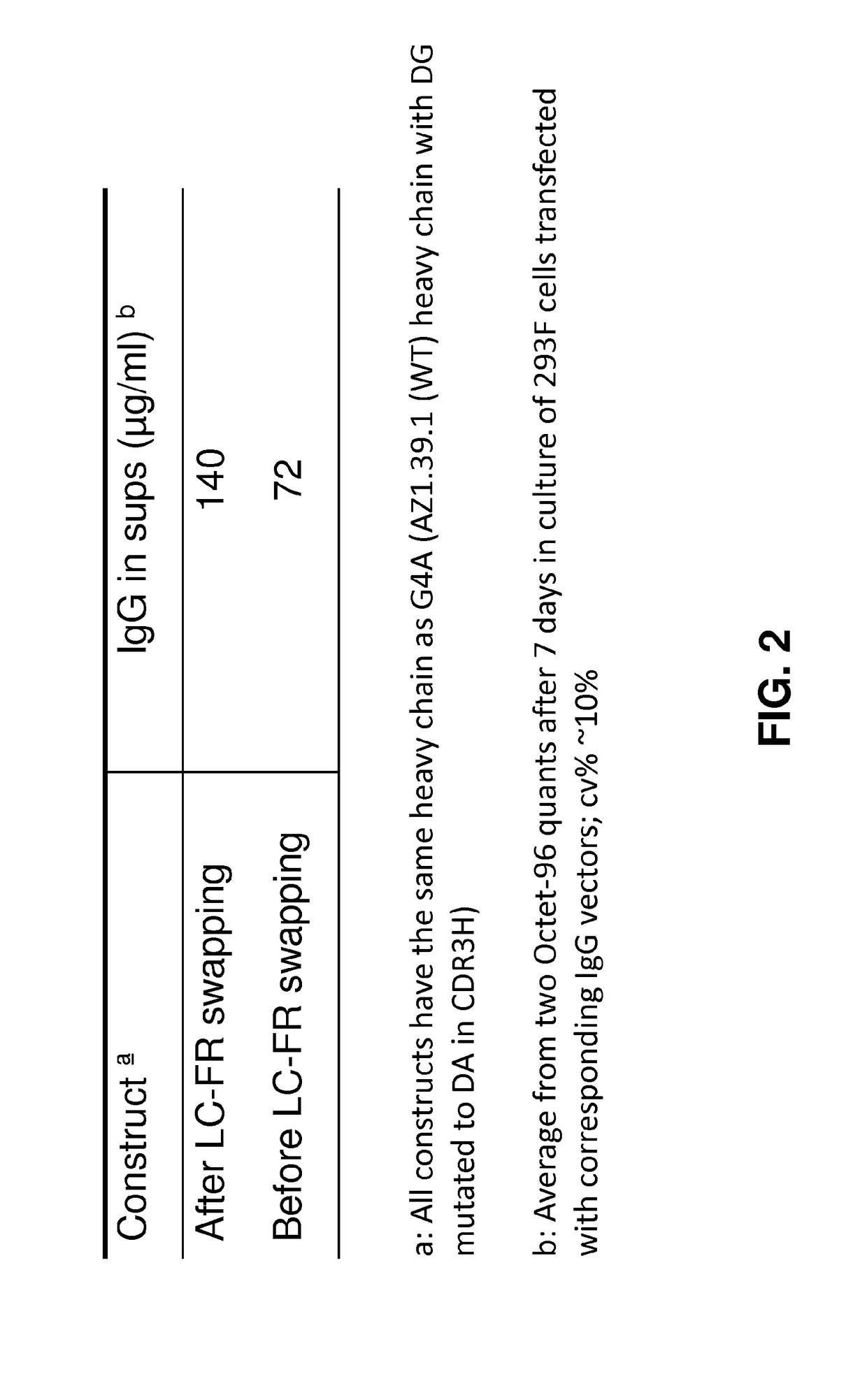 Bispecific HER2 antibodies