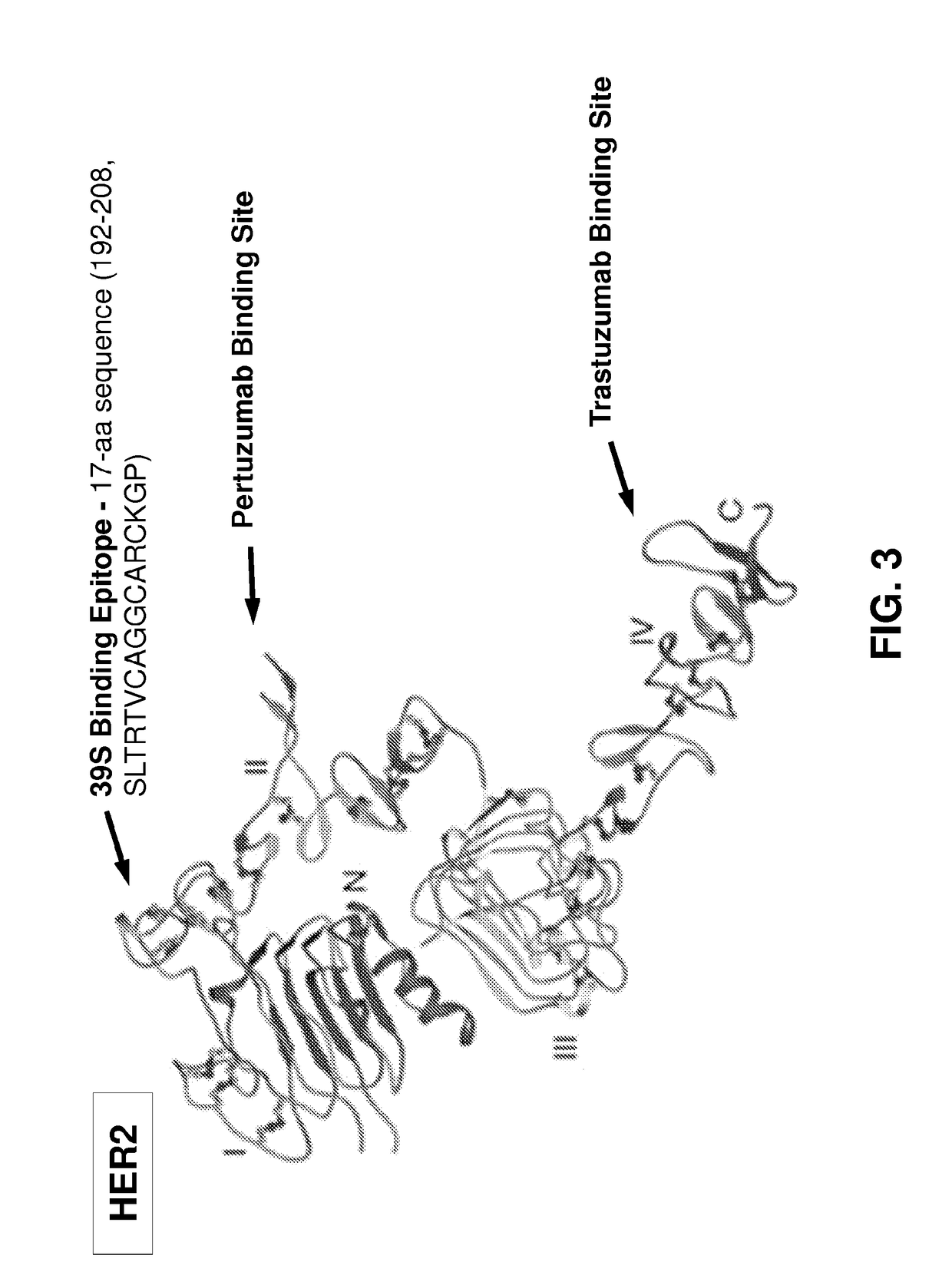 Bispecific HER2 antibodies