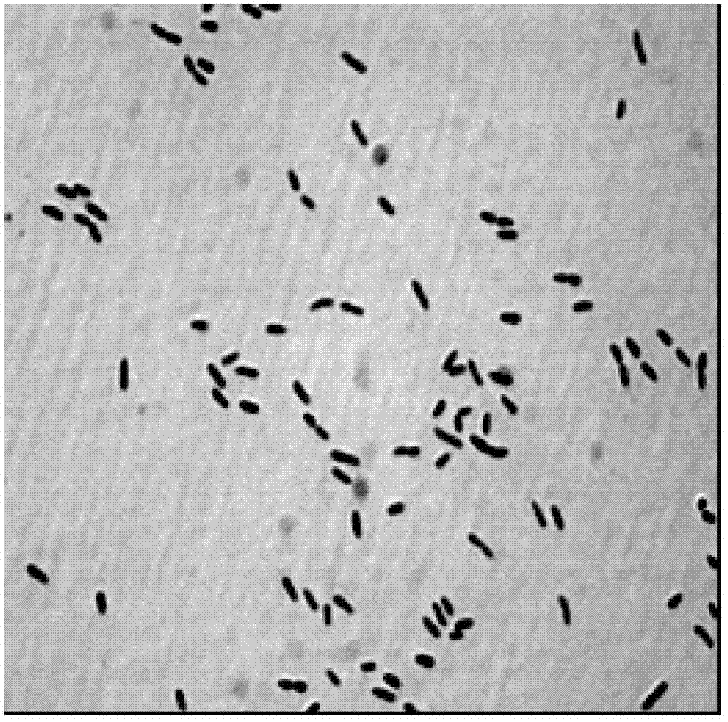 Pseudomonas fluorescens Y13, and preparation method and applications thereof