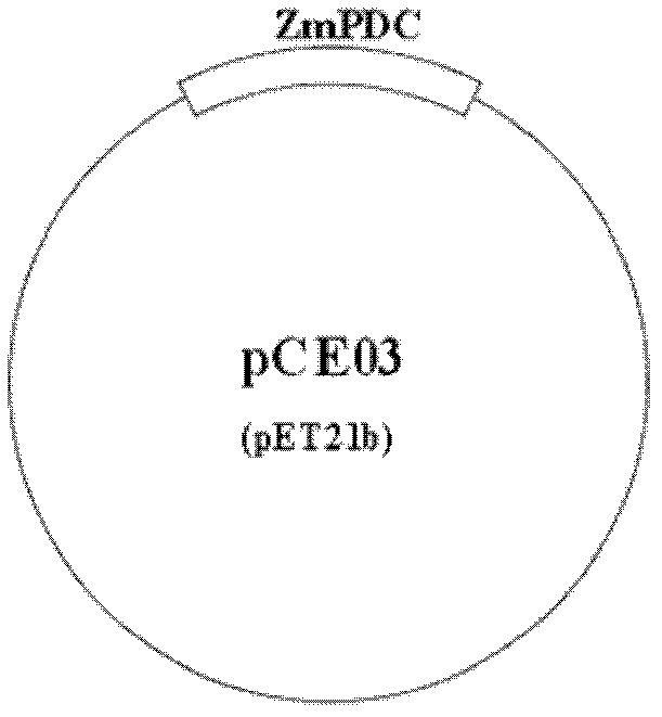 Constructs, strains and methods for ethanol biosynthesis by cyanobacteria