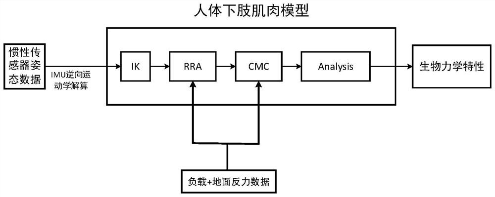 Personalized precise training method based on human body lower limb muscle model