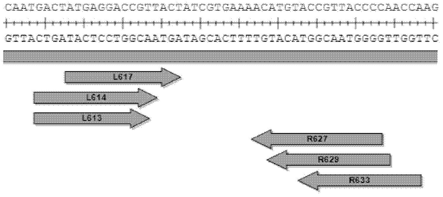 Pair of transcriptional activation subsample effect factor nucleases and coding gene and application thereof