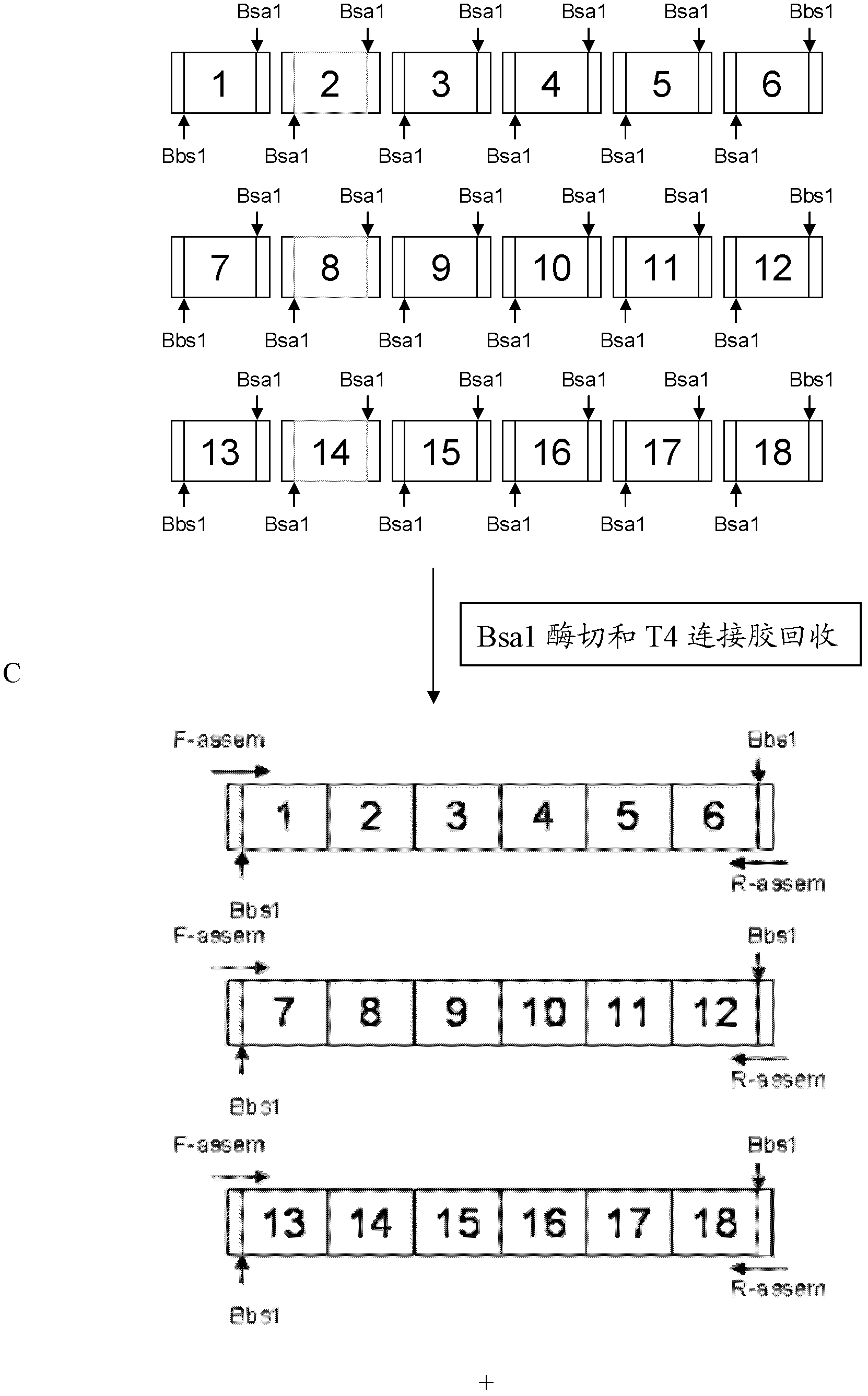 Pair of transcriptional activation subsample effect factor nucleases and coding gene and application thereof