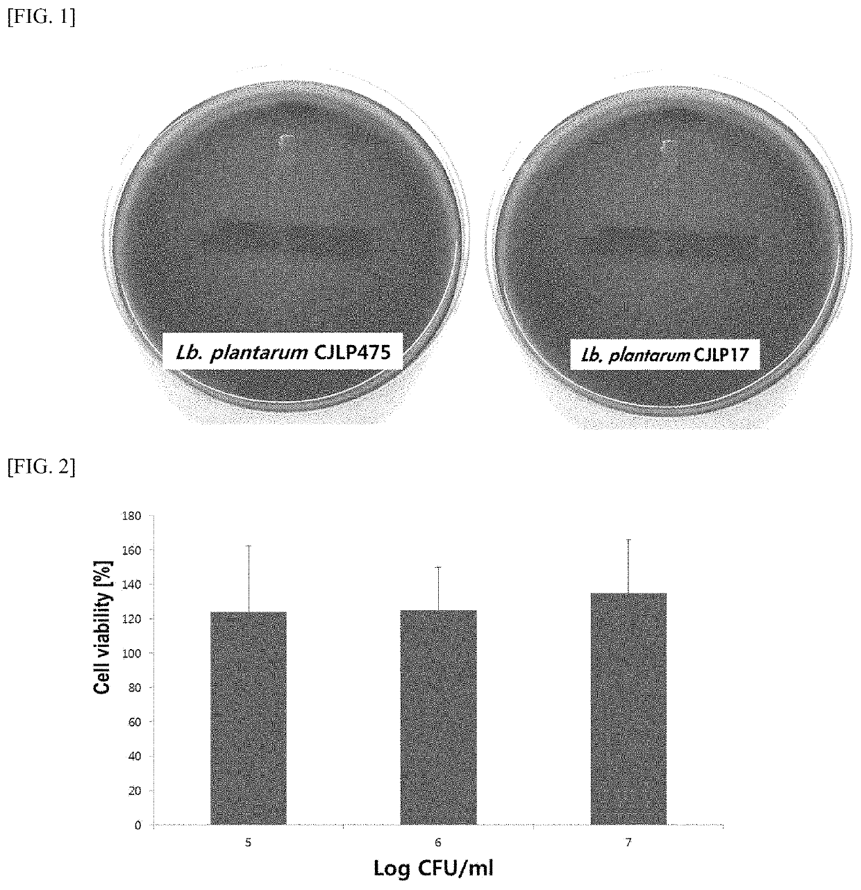 Composition comprising <i>Lactobacillus plantarum </i>CJLP475 strain and <i>Lactobacillus plantarum </i>CJLP17 strain and use thereof