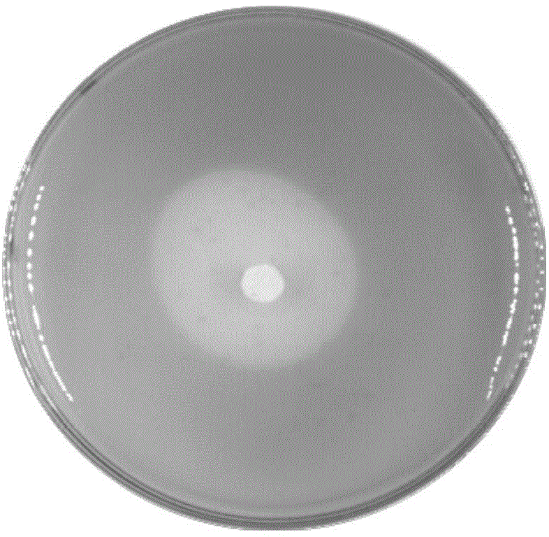 A Strain of Stenotrophomonas and Its Application