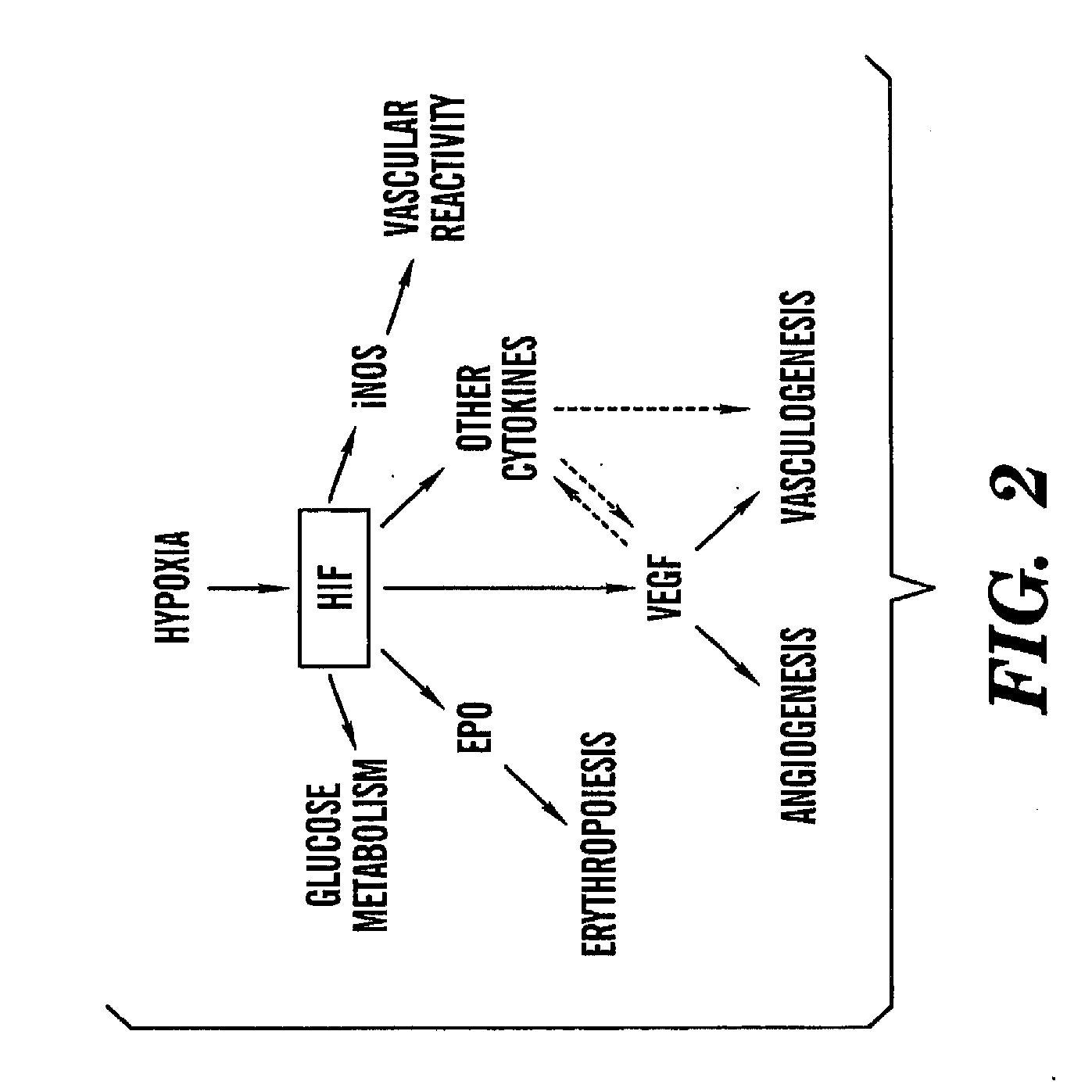 Method Of Treating Or Preventing Pathologic Effects Of Acute Increases In Hyperglycemia And/Or Acute Increases Of Free Fatty Acid Flux