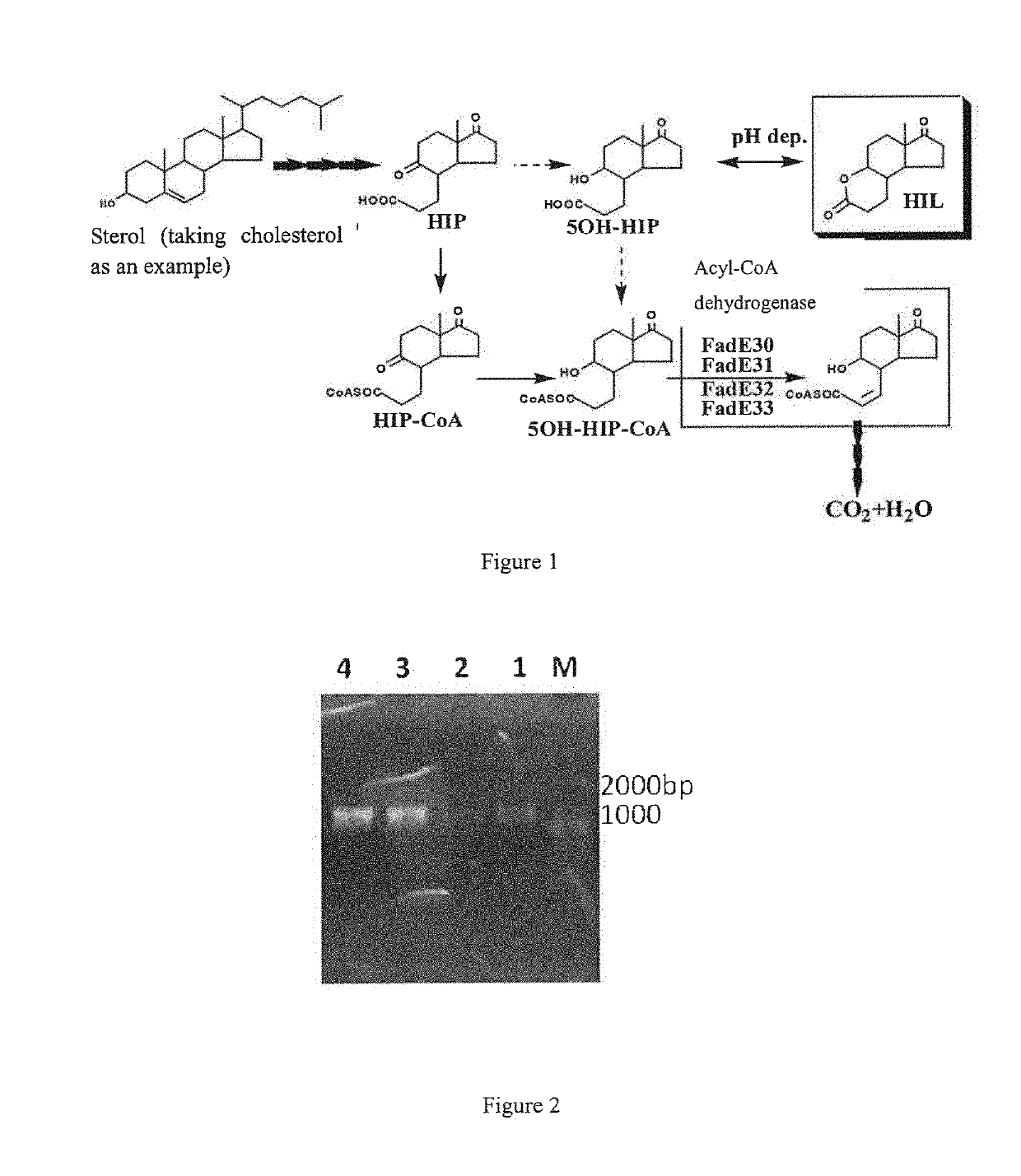 A Genetically-Engineered Mycobacterium Strain And A Use Thereof In The Preparation Of Steroidal Compounds