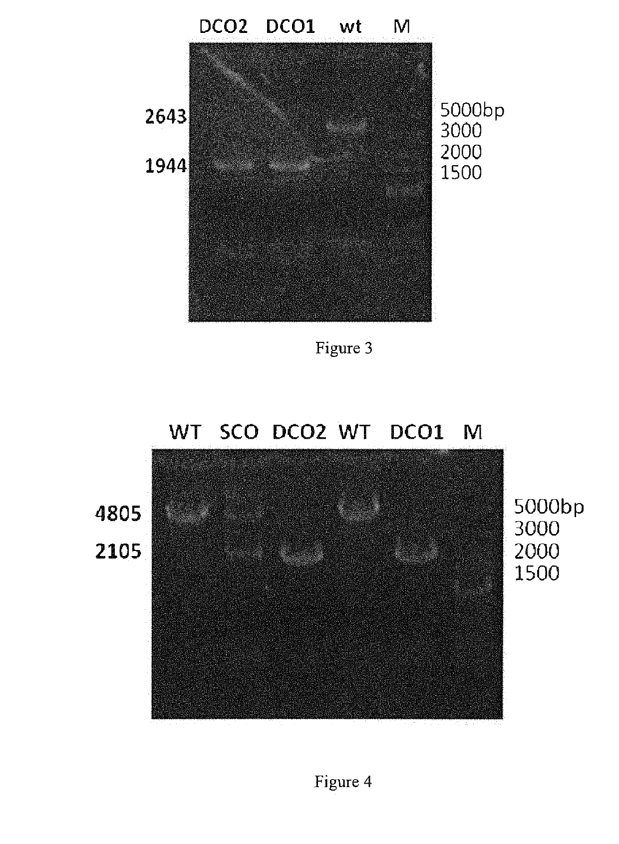 A Genetically-Engineered Mycobacterium Strain And A Use Thereof In The Preparation Of Steroidal Compounds