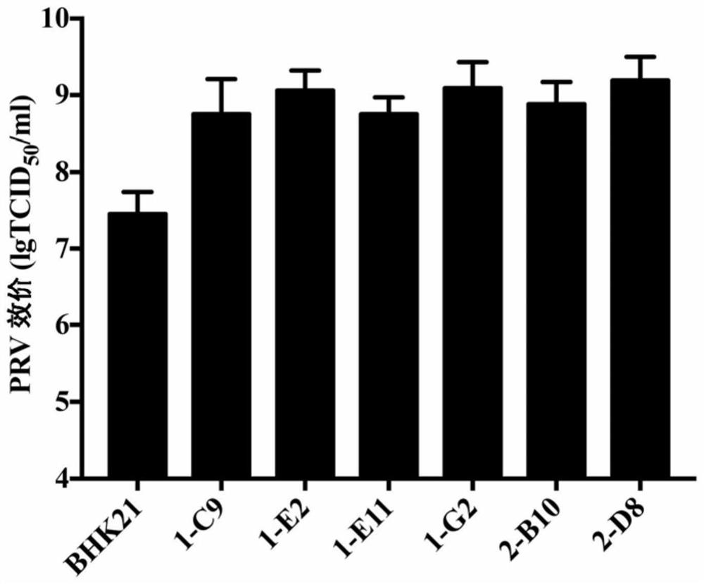 The bhk21 cell population reconstituted by the innate immune system and the application of its cell clone to increase toxicity