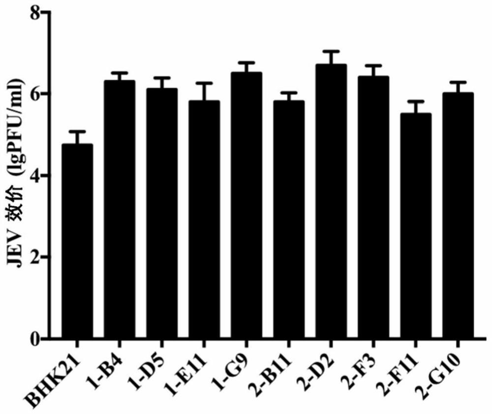 The bhk21 cell population reconstituted by the innate immune system and the application of its cell clone to increase toxicity