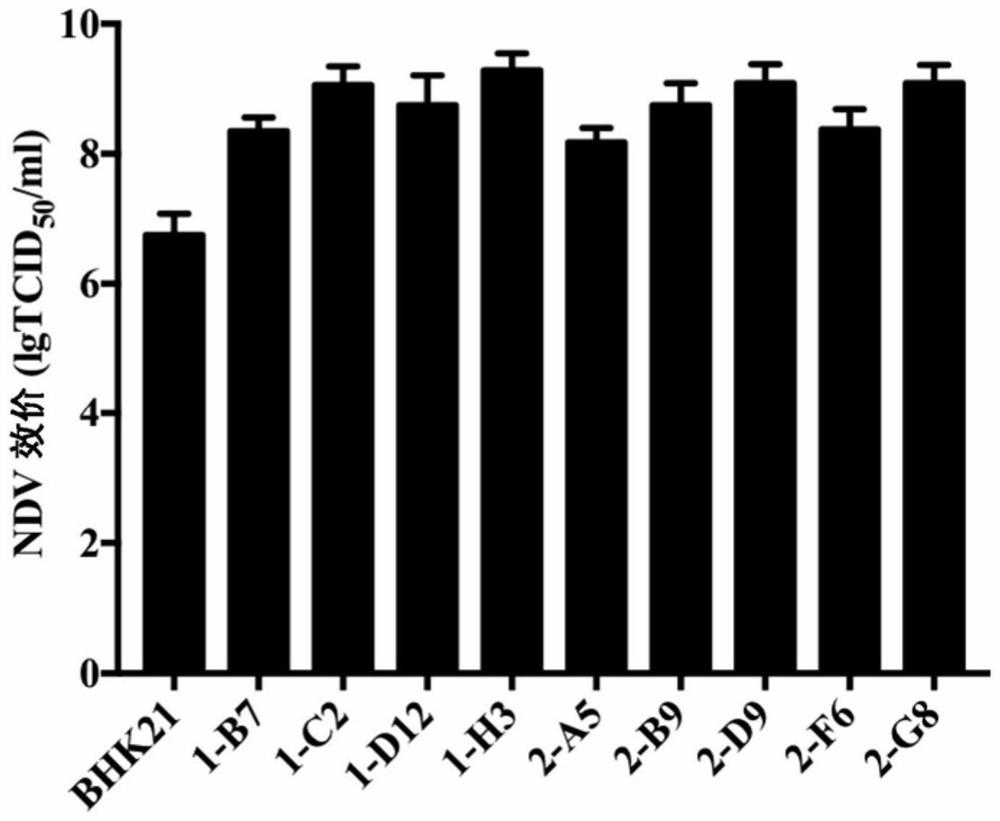 The bhk21 cell population reconstituted by the innate immune system and the application of its cell clone to increase toxicity