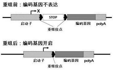 Method for Regulating Gene Expression Using Recombinase