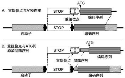 Method for Regulating Gene Expression Using Recombinase
