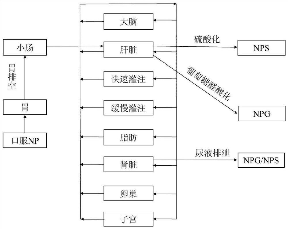 Construction method of physiological toxicokinetic model of nonylphenol in rats